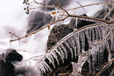 Frigid